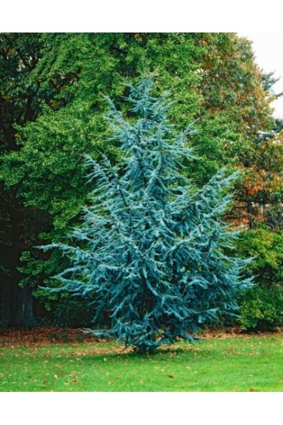 Кедр ліванський Глаука